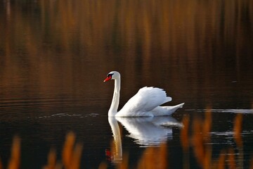 labedz niemy © Robert