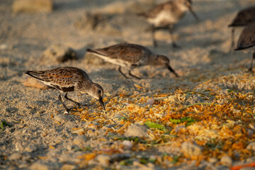 Dunlins feeding at Busaiteen coast, Bahrain. Leftover thrown on the sea coast.