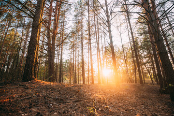Naklejka premium Beautiful Sunset Sunrise In Autumn Coniferous Forest. Sunlight Through Woods In Fall Forest Landscape. Ground Is Strewn With Pine Needles