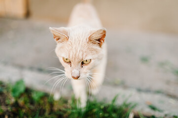Adorable red cat walk on green grass.