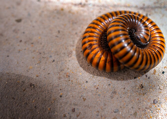 Millipedes (Graphidostreptus) rolled or coiling body to protect itself on the floor with afternoon sunlight shading .