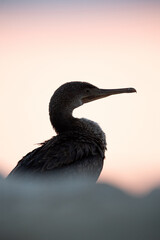 Socotra cormorant during sunrise, Bahrain