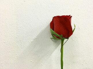 red rose on paper