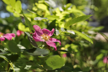 Obraz premium A delicate flower of wild rose. Yaroslavl. Beautiful summer day.