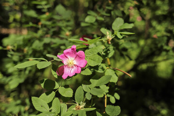 Obraz premium A delicate flower of wild rose. Yaroslavl. Beautiful summer day.