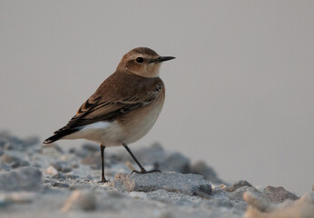 Portrait of a Pied wheatear at Busiateen coast of  Bahrain