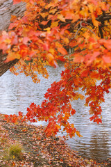 Red leaf tree by the lake, Massachusetts in autumn