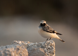 Pied wheatear at Busiateen coast in the morning hours , Bahrain