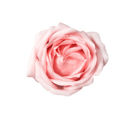 Top view  pink  rose flower isolated on white background , clipping path