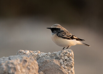 Closeup of a Pied wheatear at Busiateen coast of  Bahrain
