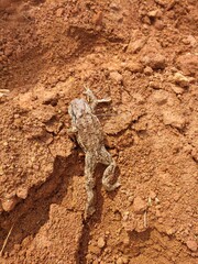 Frog on the ground