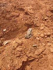 Frog on the ground