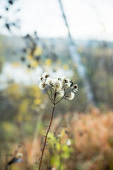 Faded old weeds on the autumn field in rainy day. Selective focus. Shallow depth of field.
