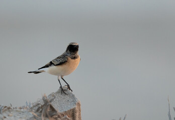 Pied wheatear  perched on concrete at Busiateen coast of  Bahrain