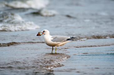 Ring Bill Seagull standing in the water on a beach with large clam in it's beak