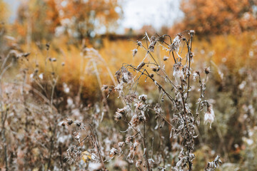 Faded old weeds on the autumn field in rainy day. Selective focus. Shallow depth of field.