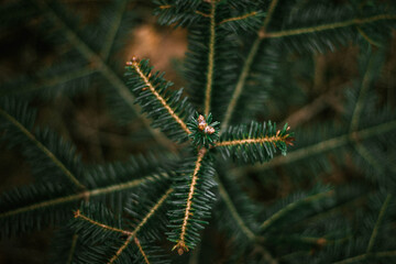 dark green fir forest closeup