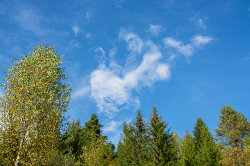 Autumn landscape in the forest. Bakinte sky and mountain view. Forest and nature.