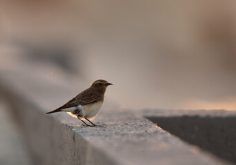 Pied wheatear, a backlit image, Bahrain