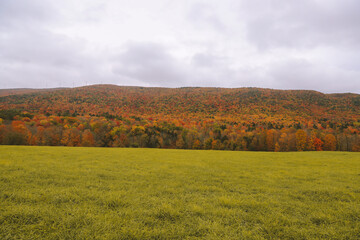 Autumn forest and pasture, Clarksburg Massachusetts