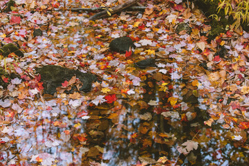 Fallen leaves in autumn forest, Vermont