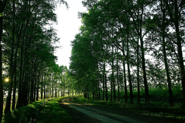 landscape road alley green trees