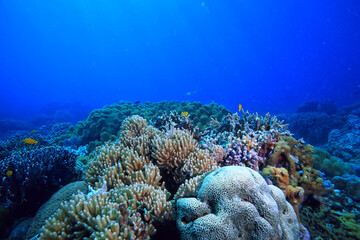 Fototapeta na wymiar underwater scene / coral reef, world ocean wildlife landscape