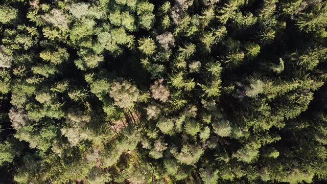 Top down view of beautiful and vibrant Lithuanian forest. The view goes from emty area to dense conifers forest.