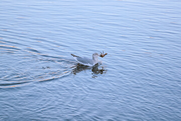 Seabirds caught crabs, Boothbay Harbor, Maine