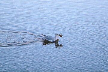 Seabirds caught crabs, Boothbay Harbor, Maine