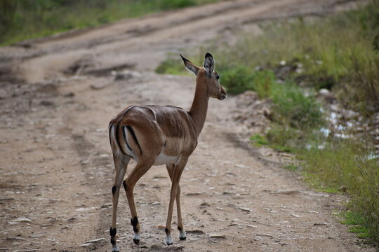 Antilope au Masai Marra (Kenya)