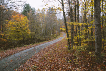 Road in the autumn forest, Vermont