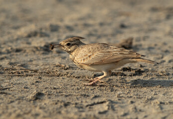 Crested Lark holding a bee at Asker marsh, bahrain