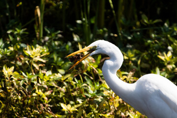 A Great Egret Looking Graceful