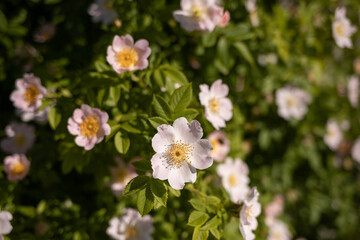 A delicate flower of wild rose. Yaroslavl. Beautiful summer day.