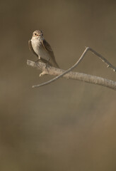Spotted Flycatcher at Asker marsh