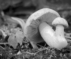 Champignons mignons