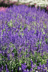 Naklejka premium サルビア