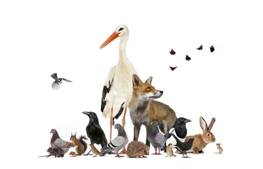 Foto op Plexiglas Group of many animals from european fauna park and garden, red fox, stork © Eric Isselée