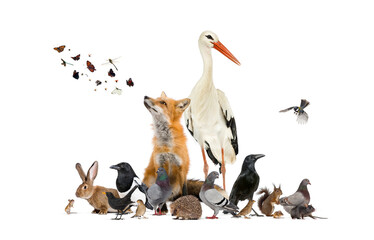 Group of many animals from european fauna park and garden, red fox, stork
