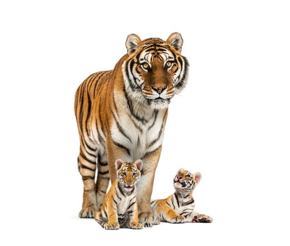 Tiger and her cubs standing in front, white background