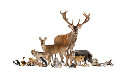 Large group of many european fauna, animals, red deer, red fox, bird, rodent, isolated