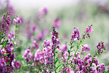 Naklejka premium サルビア