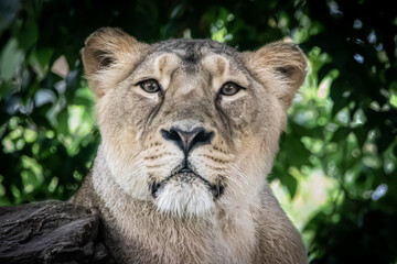 portrait of a lion