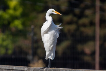 A Great Egret Looking Graceful