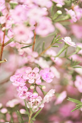 Pink chamelaucium close up. Wax flower on gray background, copy space. The work of the florist at a flower shop. Fresh cut flower.