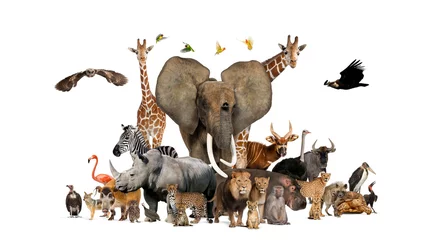 Keuken foto achterwand Antilope Grote groep Afrikaanse fauna, safari dieren in het wild samen, op een rij, geïsoleerd