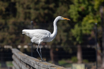 A Great Egret Looking Graceful