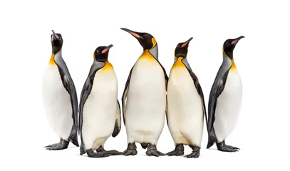 Zelfklevend Fotobehang Colony of king penguins together, isolated on white © Eric Isselée
