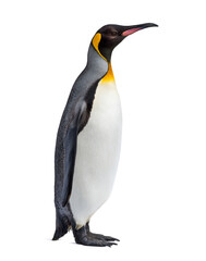 Fototapeta premium King penguin standing in front of a awhite background